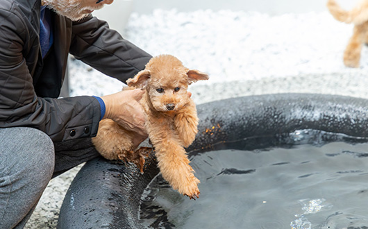 ワンちゃん専用露天風呂